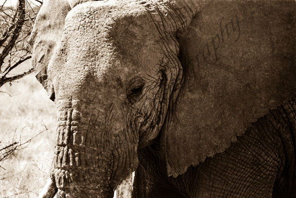 The Elephant